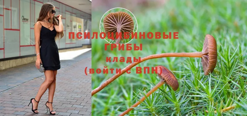 купить закладку  Приволжск  Галлюциногенные грибы Psilocybe 